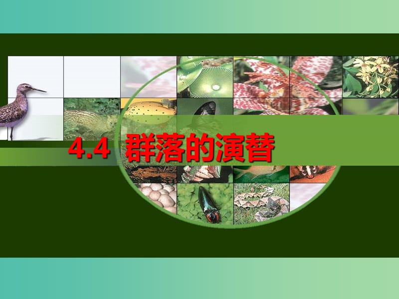 高中生物 4.4群落的演替同课异构课件 新人教版必修3.ppt_第2页