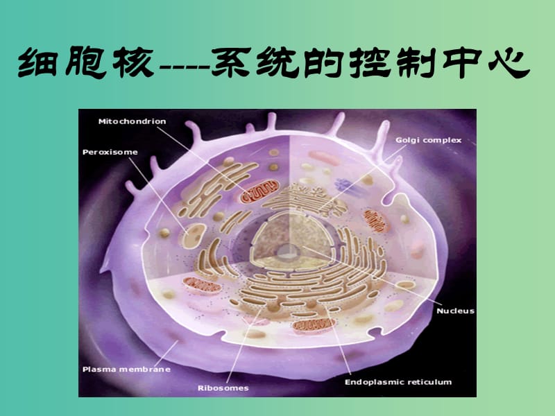 高中生物 3.3细胞核-系统的控制中心课件 新人教版必修1.ppt_第2页