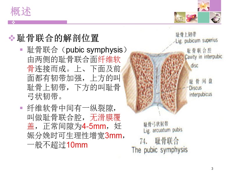 产科耻骨联合分离ppt课件_第3页