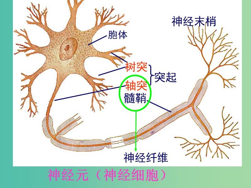 高中生物 2.1 通过神经系统的调节课件 新人教版必修3..ppt_第3页