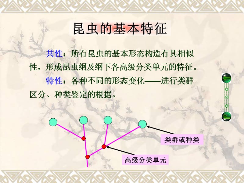 《昆虫的基本特征》PPT课件.ppt_第1页