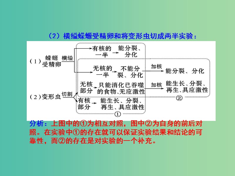 高中生物 专题3.3 细胞核-系统的控制中心课件 新人教版必修1.ppt_第3页