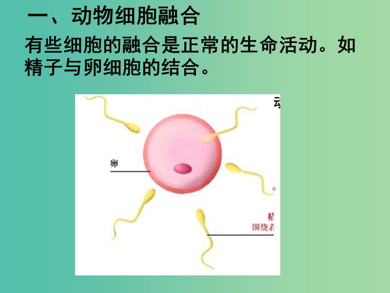 高中生物 专题2 动物细胞的融合与单克隆抗体课件 新人教版必修3.ppt_第3页