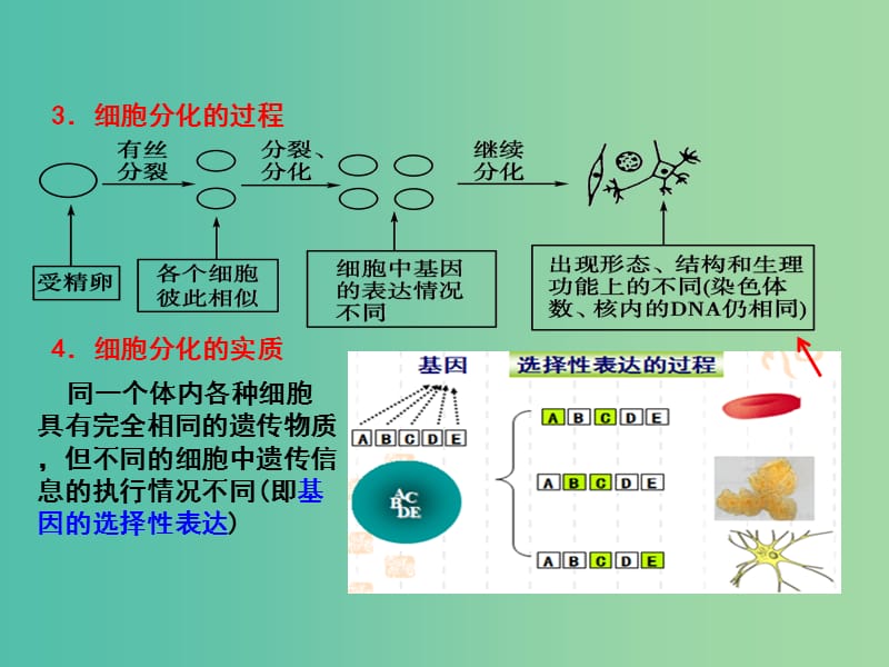 高中生物 专题6.2 细胞的分化课件 新人教版必修1.ppt_第3页