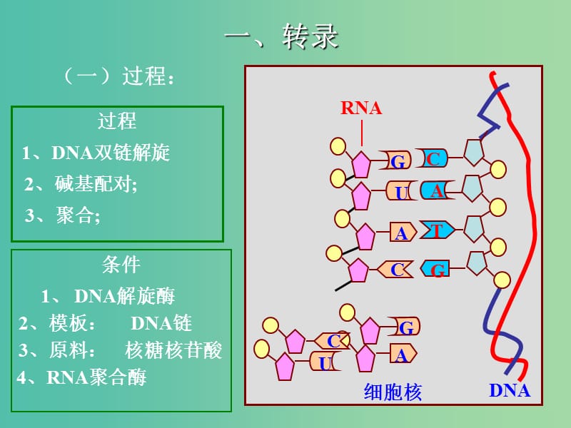 高中生物第二册第6章遗传住处的传递和表达6.2蛋白质合成课件3沪科版.ppt_第3页