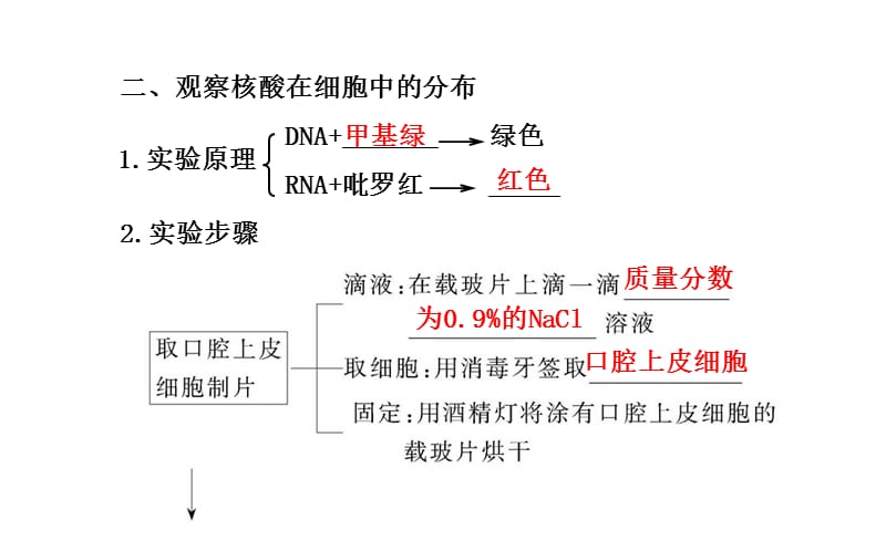 2013-2014学年高中生物必修一第2章第3节遗传信息的携带者--核酸.ppt_第3页