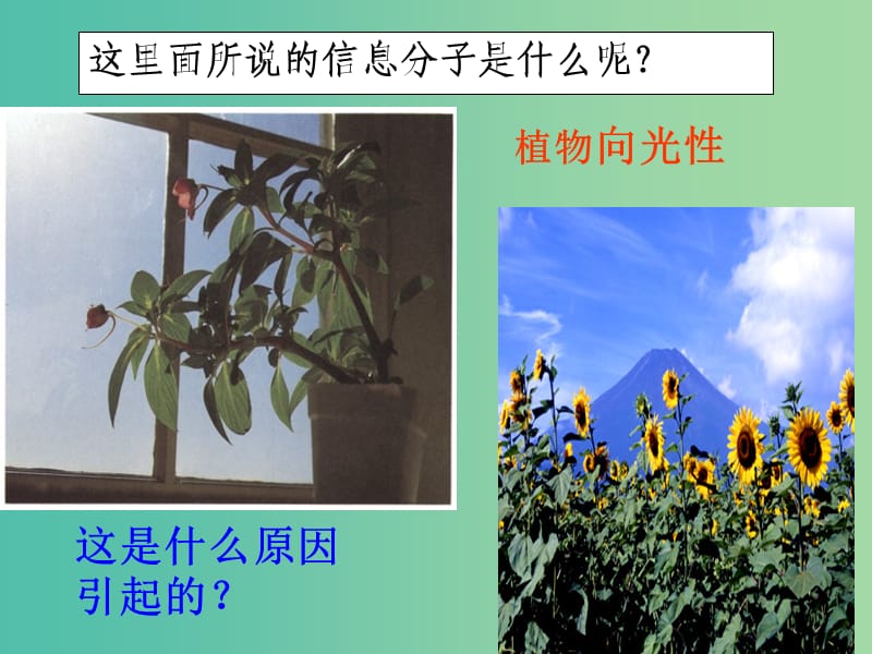 高中生物 2.4 植物生命活动的调节课件 苏教版必修3.ppt_第3页