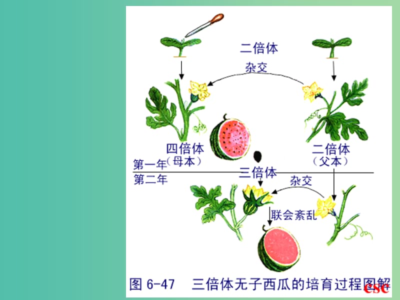 高中生物 专题二 课题1 植物细胞工程的实际应用课件 新人教版选修3.ppt_第1页