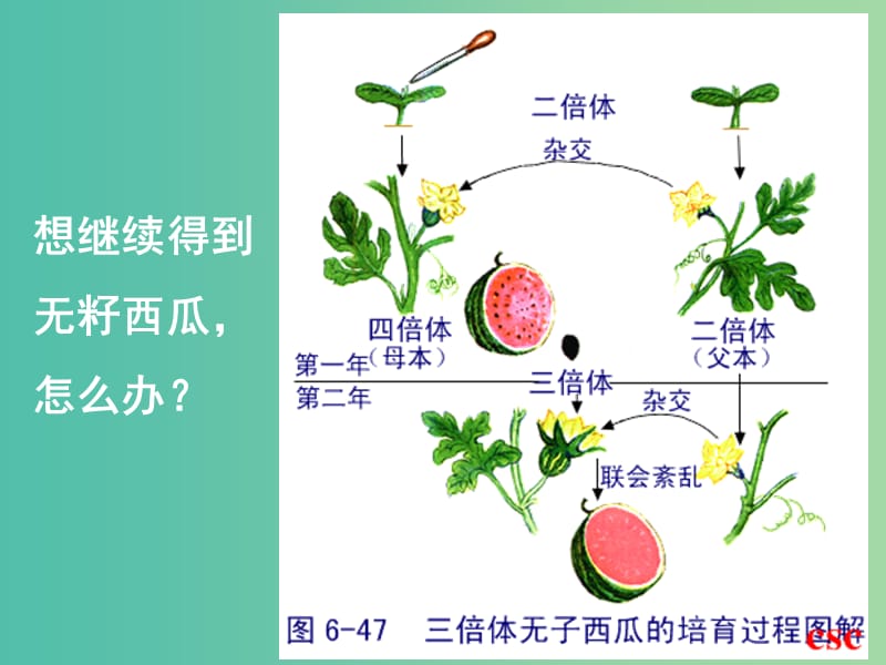 高中生物 专题二 课题1 植物细胞工程的实际应用课件 新人教版选修3.ppt_第2页