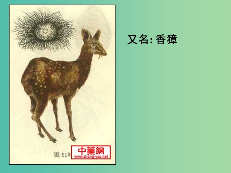 高中生物 专题六 课题1 植物芳香油的提取课件 新人教版选修1.ppt_第2页