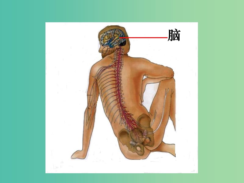 高中生物 第二章 第一节 通过神经系统的调节（一）课件 新人教版必修3.ppt_第3页