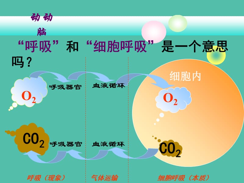 高中生物 5.2《ATP的主要来源-细胞呼吸》课件 新人教版必修1.ppt_第2页