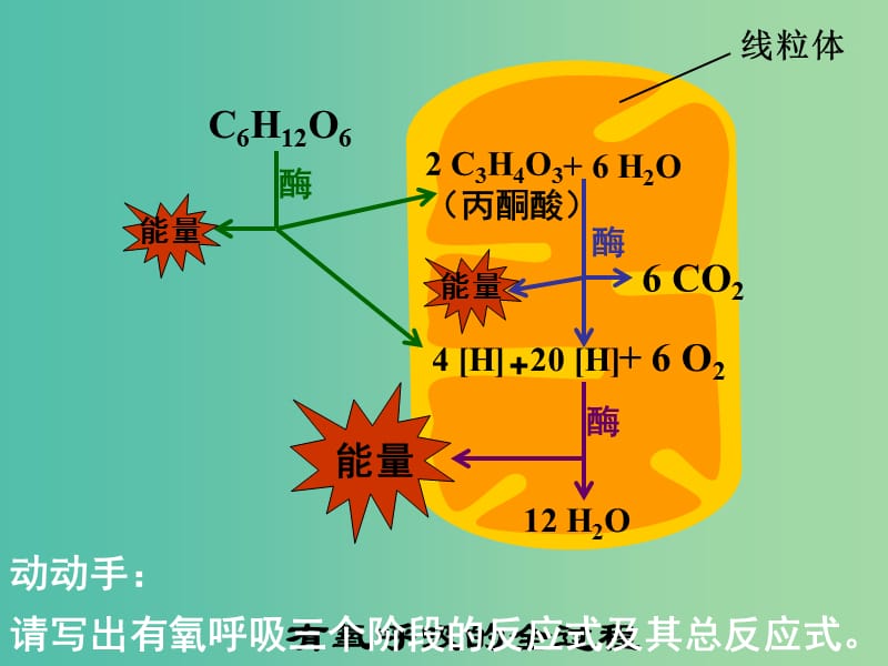 高中生物 5.2《ATP的主要来源-细胞呼吸》课件 新人教版必修1.ppt_第3页