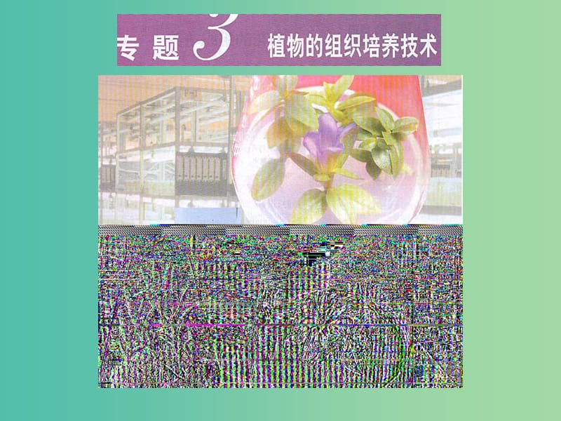 高中生物 专题3 课题1 菊花的组织培养课件 新人教版选修1.ppt_第1页