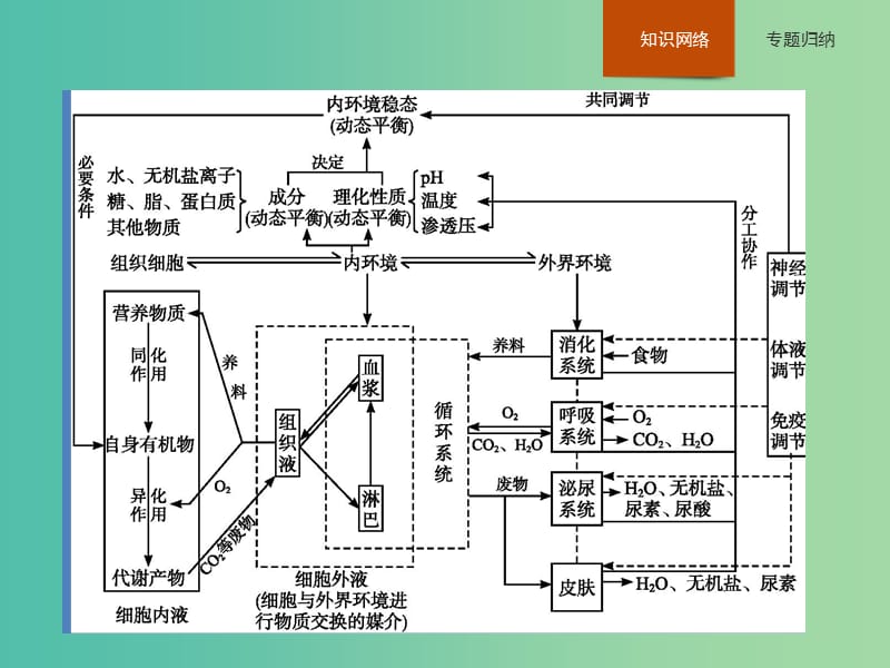 高中生物 第1章 人体的内环境与稳态整合课件 新人教版必修3.ppt_第2页