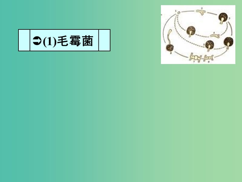 高中生物 专题一 课题2 腐乳的制作课件 新人教版选修1.ppt_第3页