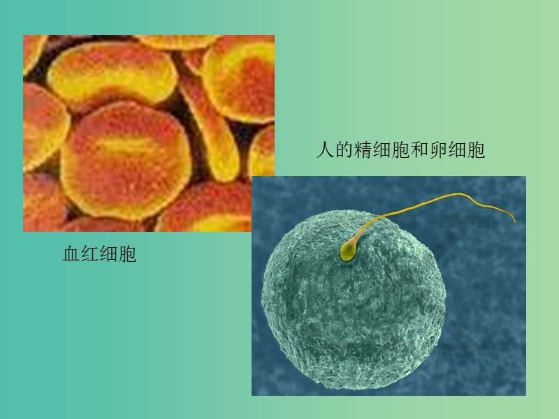 高中生物第一册第3章生命的结构基次件3沪科版.ppt_第3页