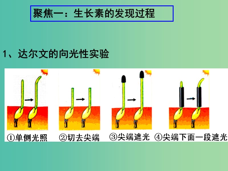 高中生物 第三章 第一节 生长素的发现课件 新人教版必修3.ppt_第3页