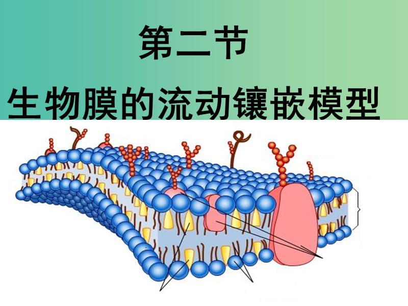 高中生物 4.2 生物膜的流动镶嵌模型复习课件 新人教版必修1.ppt_第2页