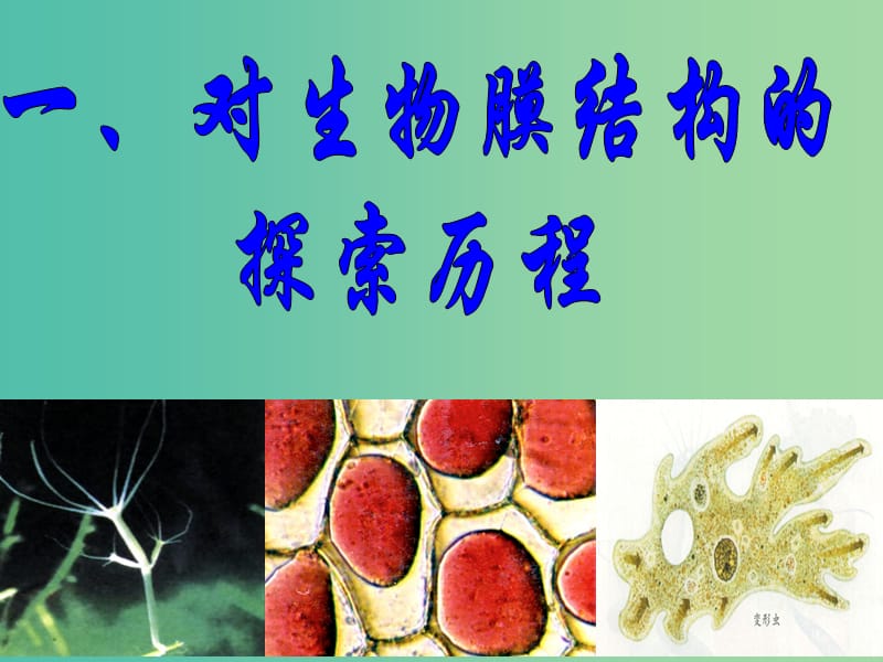 高中生物 4.2 生物膜的流动镶嵌模型复习课件 新人教版必修1.ppt_第3页