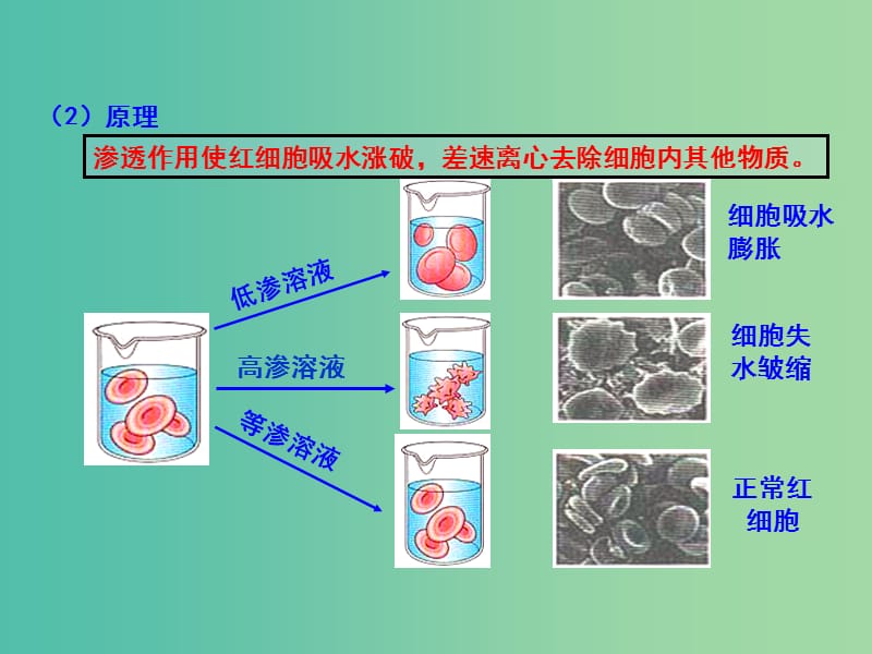 高中生物 专题3.1 细胞膜-系统的边界课件 新人教版必修1.ppt_第3页