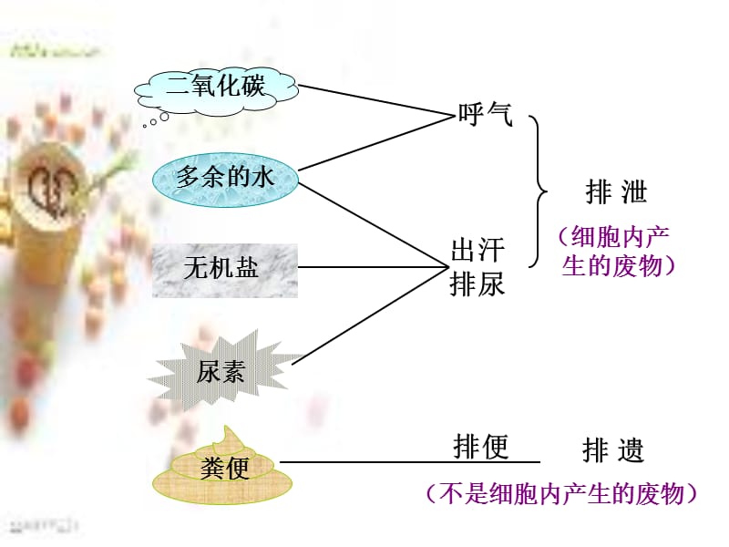 《尿的形成和排出》PPT课件.ppt_第2页