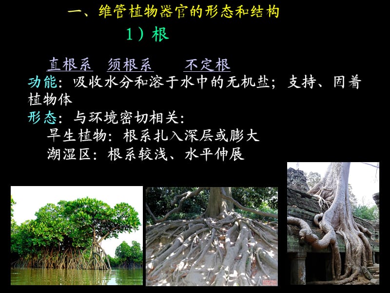 2012-4古生物高等植物.ppt_第3页