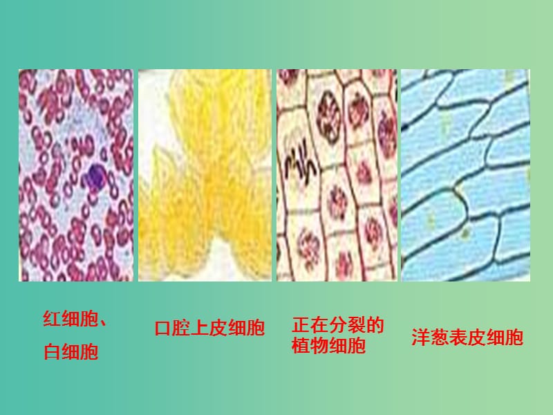 高中生物 1.2 细胞的多样性和统一性课件 新人教版必修1.ppt_第2页