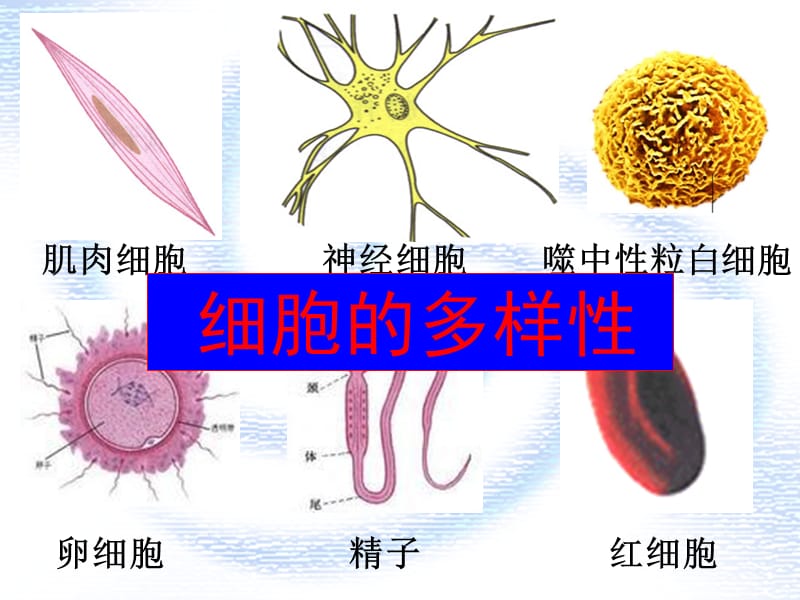 高中生物 1.2 细胞的多样性和统一性课件 新人教版必修1.ppt_第3页