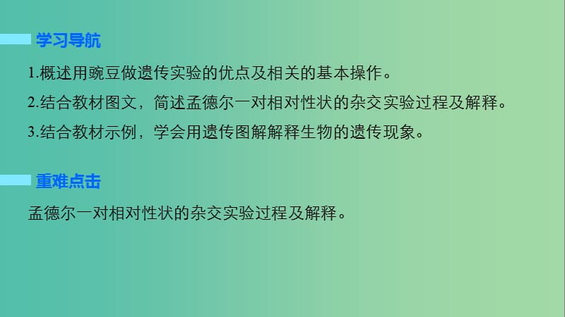 高中生物 3.1 一对相对性状的杂交实验过程和解释（第1课时）课件 苏教版必修2.ppt_第2页