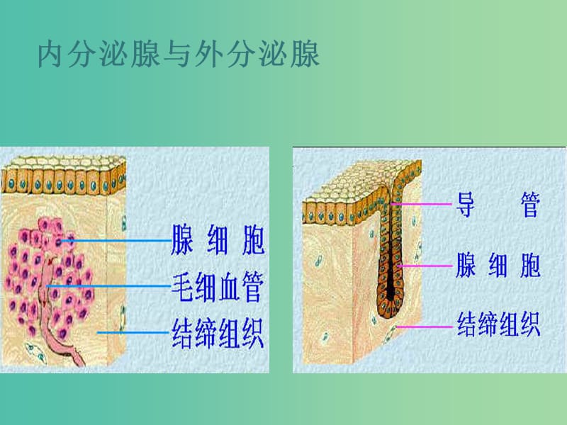 高中生物 第二章 第3节 高等动物的内分泌系统与体液调节课件2 浙教版必修3.ppt_第3页