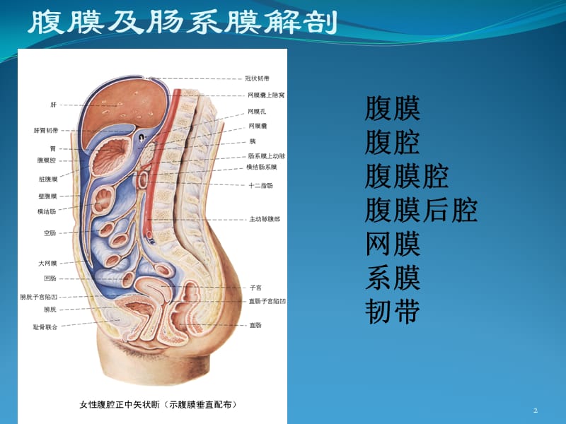 肠系膜囊肿ppt课件_第2页
