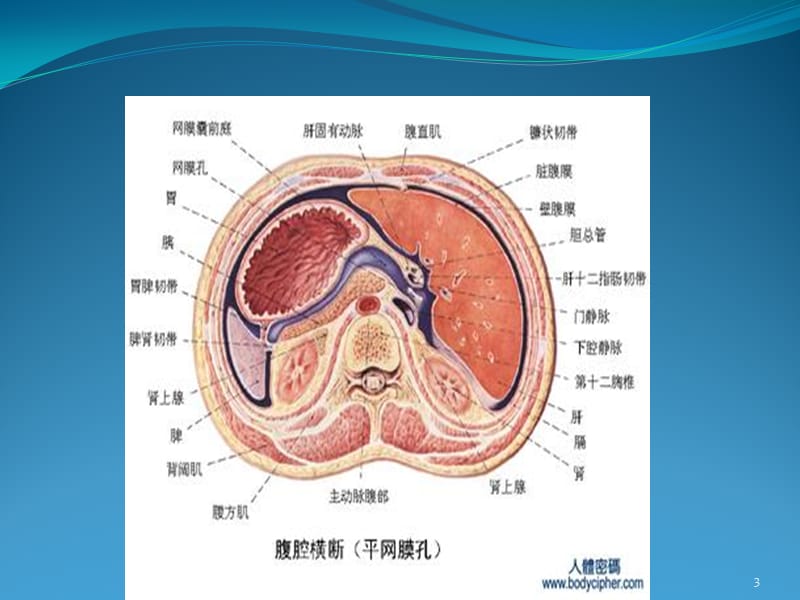 肠系膜囊肿ppt课件_第3页