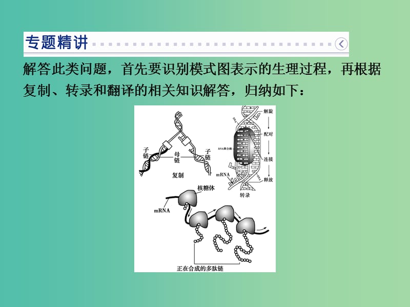 高中生物 第四章 基因的表达 微专题讲座3 有关转录、翻译与DNA复制的分析课件 新人教版必修2.ppt_第2页