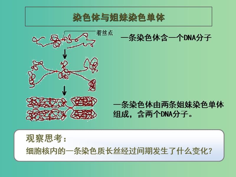 高中生物第六章细胞的生命历程6.1细胞增殖2课件新人教版.ppt_第2页