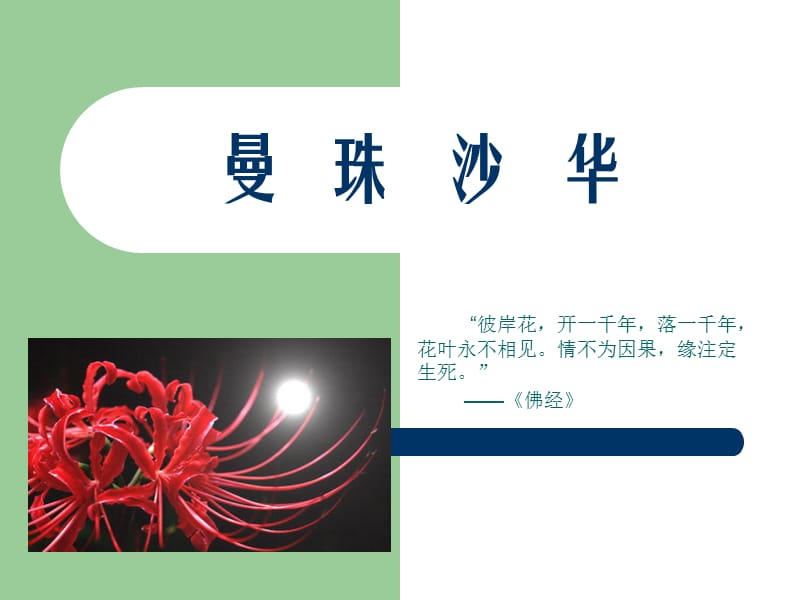 《曼珠沙华彼岸花》PPT课件.ppt_第1页