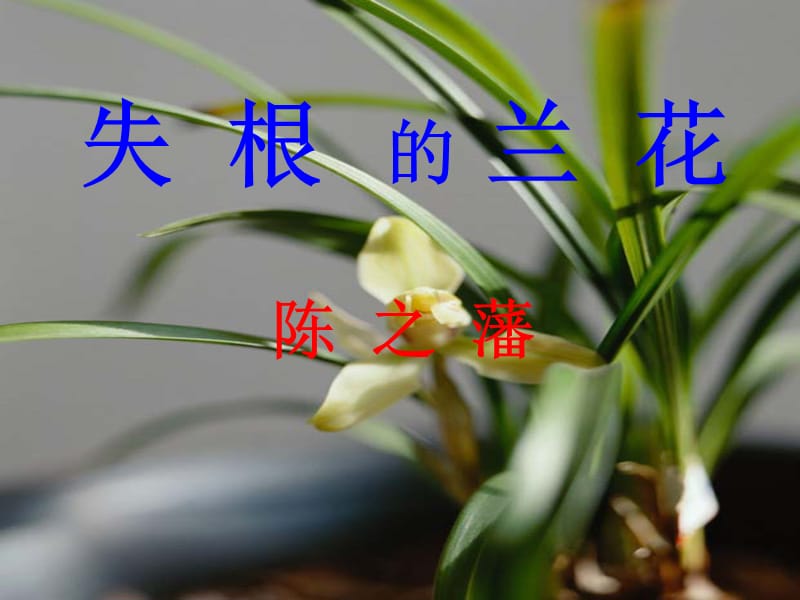 《失根的兰花》PPT课件.ppt_第3页