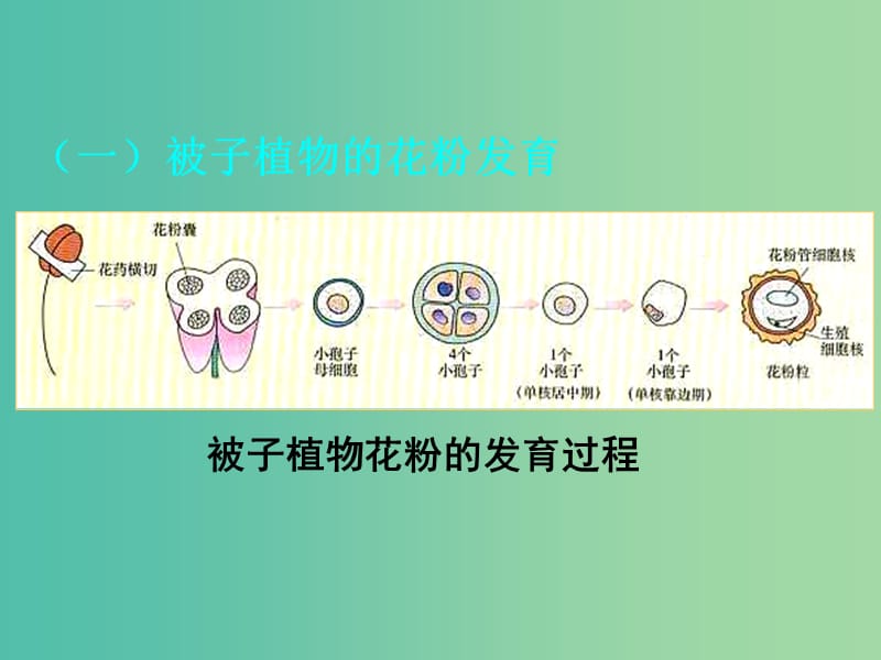 高中生物 专题三 课题2 月季的花药培养课件 新人教版选修1.ppt_第2页