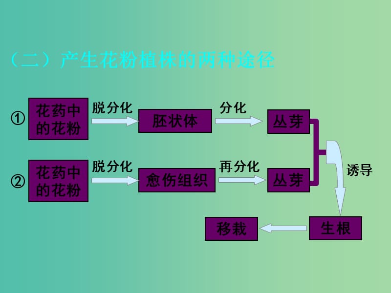 高中生物 专题三 课题2 月季的花药培养课件 新人教版选修1.ppt_第3页