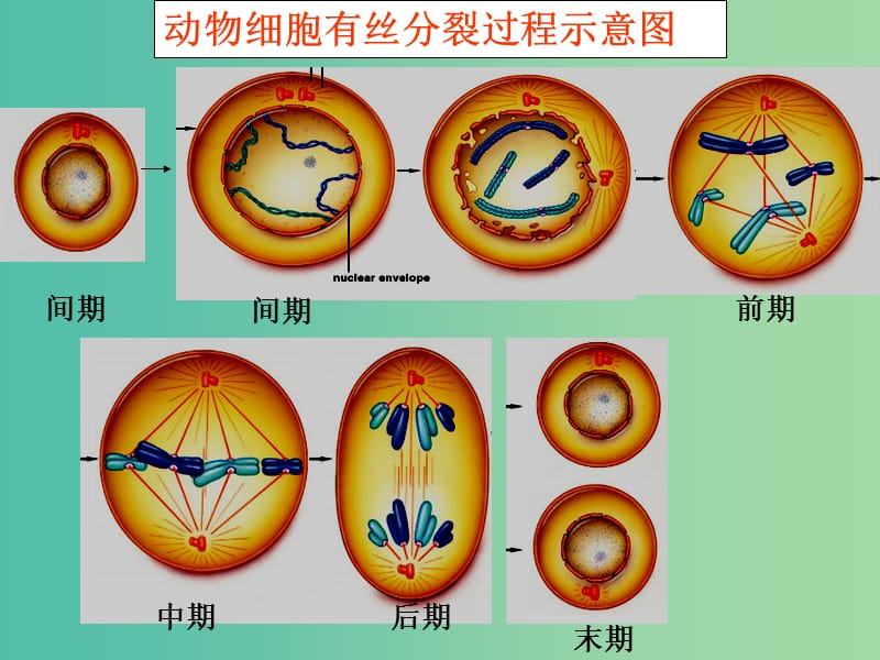 高中生物 2.1 减数分裂课件 苏教版必修2.ppt_第1页