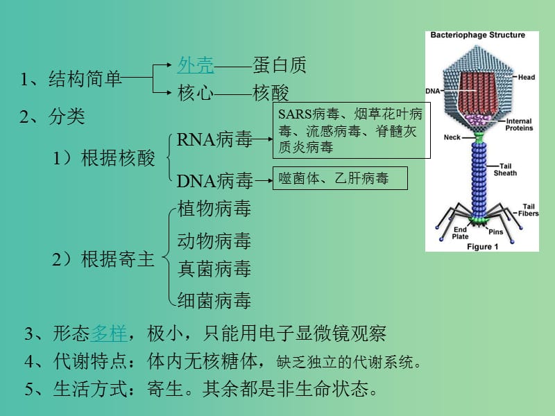 高中生物第一册第3章生命的结构基础3.3非细胞形态的生物--簿课件2沪科版.ppt_第2页