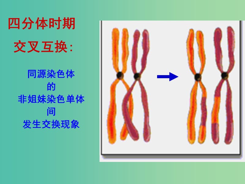 高中生物 2.1 减数分裂课件2 新人教版必修.ppt_第3页