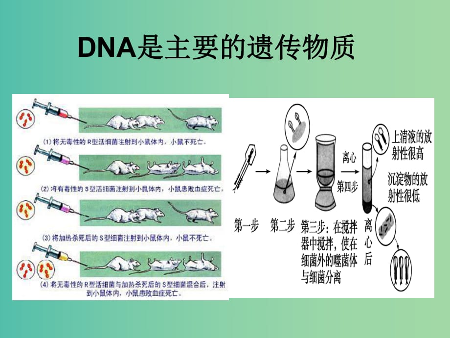 高考生物一輪復(fù)習(xí) 第六單元 第1講 DNA是主要的遺傳物質(zhì)課件.ppt_第1頁