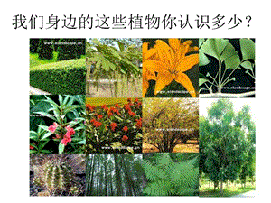 七年級(jí)生物觀賞植物.ppt