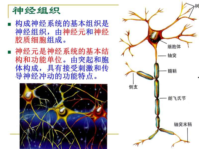 《神经系统生理》PPT课件.ppt_第3页