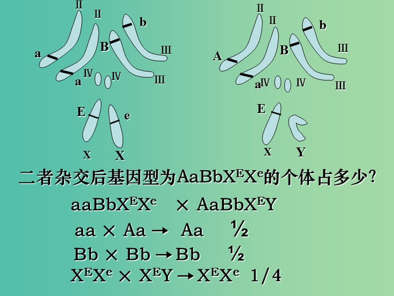 内蒙古乌兰察布市高考生物总复习 专题 变异、育种、进化课件.ppt_第2页