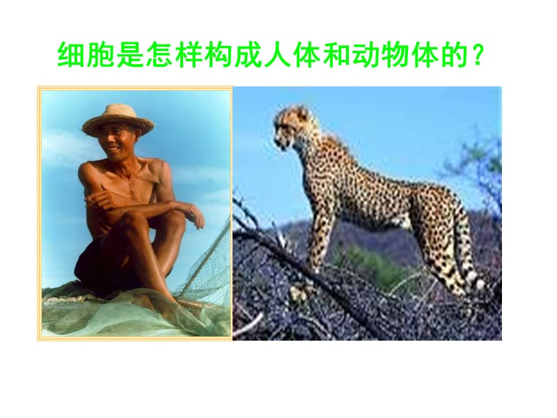 七年级生物人体和动物体的组成.ppt_第2页