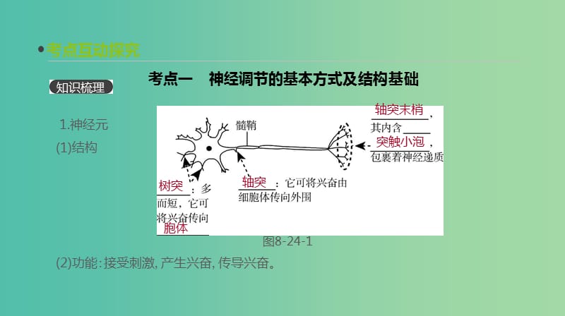 2019届高考生物一轮复习第8单元生命活动的调节第24讲人和高等动物的神经调节课件.ppt_第3页