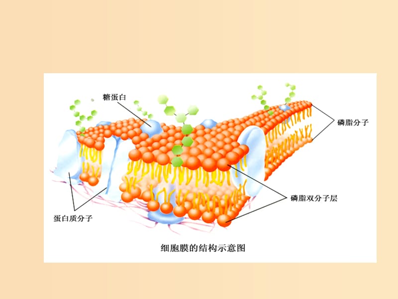 2018-2019高中生物 專題4.2 生物膜的流動(dòng)鑲嵌模型課件 新人教版必修1.ppt_第1頁(yè)