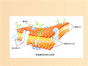 2018-2019高中生物 專題4.2 生物膜的流動鑲嵌模型課件 新人教版必修1.ppt